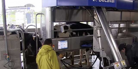 Delaval mašina za mužu krava